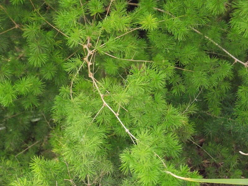 Bushy asparagus Weed Action Whangarei Heads
