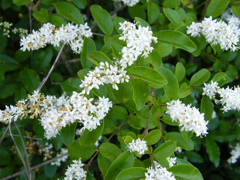 Chinese privet - Weed Action Whangarei Heads