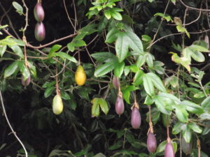 Banana Passionfruit Image courtesy of Weedbusters