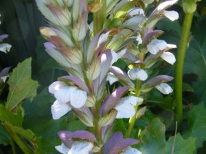 Acanthus Mollis