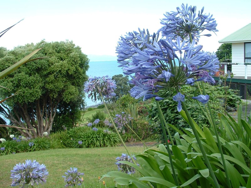 Agapanthus Praecox - Image courtesy of Weedbusters