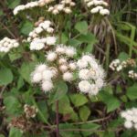 Ageratina Adenophora - Image courtesy of Weedbusters