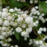 Ageratina riparia