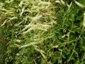 Anredera cordifolia - Image courtesy of Weedbusters
