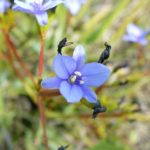 Aristea Ecklonii - Image courtesy of Weedbusters