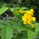 Brazilian Buttercup - image courtesy of http://keys.lucidcentral.org/