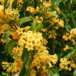 Cestrum auranticum - Image courtesy of Weedbusters