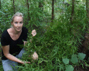 Climbing asparagus