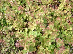 Crassula Multicava - Image courtesy of Weedbusters