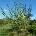 Giant Reed - Photo courtesy of Weedbusters