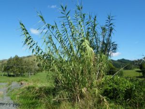 Giant Reed - Photo courtesy of Weedbusters
