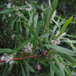 Hakea salicifolia - Image courtesy of Weedbusters