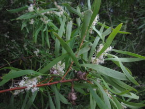 Hakea salicifolia - Image courtesy of Weedbusters