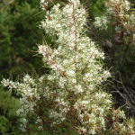 Hakea sericea - Image courtesy of Weedbusters