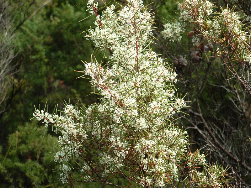 Hakea sericea - Image courtesy of Weedbusters