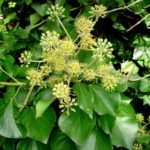 Hedera Helix Subhelix - Image courtesy of The New Zealand Plant Conservation Network