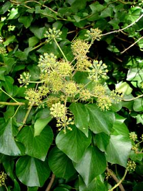 Hedera Helix Subhelix - Image courtesy of The New Zealand Plant Conservation Network