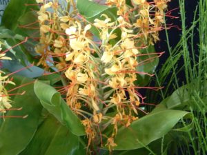 Hedychium - Image courtesy of Weedbusters
