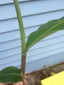 Wild ginger