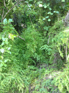 Climbing asparagus