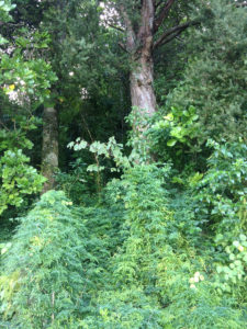 Climbing asparagus