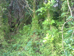 Climbing asparagus