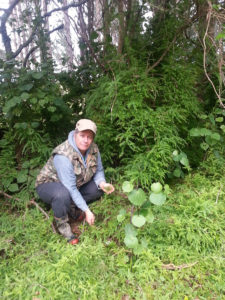Climbing asparagus