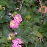 Lantana Camara var aculeata - Image courtesy of Weedbusters