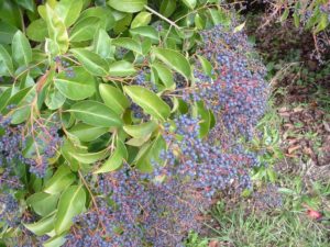 Ligustrum lucidum - Image courtesy of WeedBusters