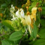 Lonicera japonica - Image courtesy of Weedbusters