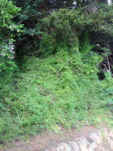 Climbing asparagus