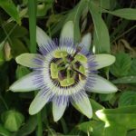 Passiflora Caerulea - Image courtesy of Weedbusters