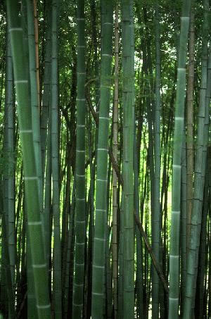 Phyllostachys, Pseudosasa and Bambusa Species - Image courtesy of Auckland council