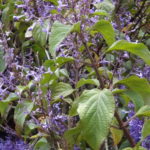 Plectranthus Ecklonii - Image courtesy of Weedbusters