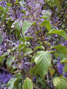 Plectranthus Ecklonii - Image courtesy of Weedbusters