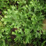 Selaginella Kraussiana - Image courtesy of Weedbusters