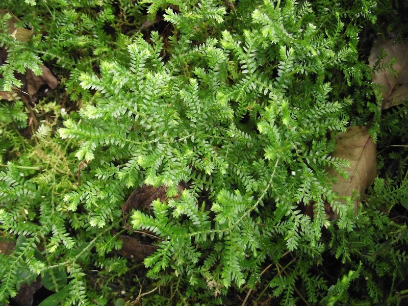 Selaginella Kraussiana - Image courtesy of Weedbusters