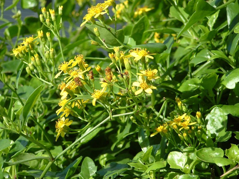 Senecio angulatus - Image courtesy of Weedbusters