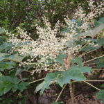 Tetrapanax Papyriferus - Image courtesy of Weedbusters