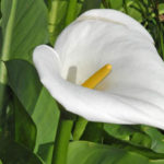 Zantedeschia Aethiopica - Image courtesy of KEW botanic Gardens