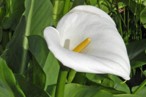 Zantedeschia Aethiopica - Image courtesy of KEW botanic Gardens