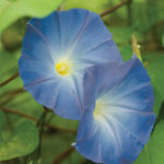 Blue Morning Glory - Image courtesy of http://www.burpee.com/