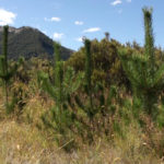 Wilding Pine - Image courtesy of LANDCARE RESEARCH - MANAAKI WHENUA