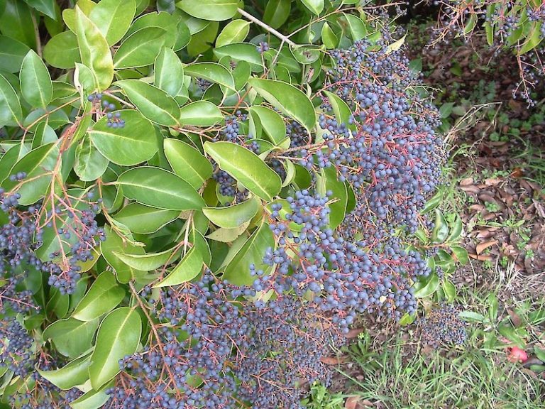 Upping The Ante Stopping The Spread Of Tree Privet