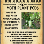 WANTED! Your moth plant pods!