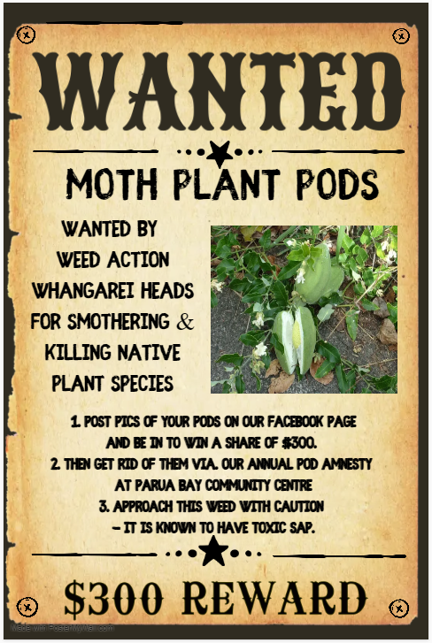 WANTED! Your moth plant pods!